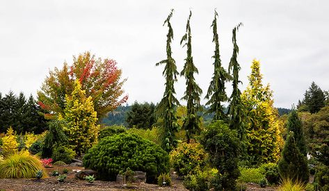 Weeping Alaskan Cedar, Conifers Garden, Beautiful Closets, Planting Shrubs, Garden Types, Cedar Trees, Evergreen Plants, Green Arrow, Garden Trees