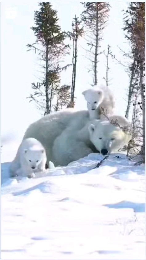 Polar Bear Images, Baby Polar Bears, Baby Animals Pictures, Majestic Animals, Polar Bears, Cute Wild Animals, Cute Animal Videos, Exotic Pets, Cute Little Animals