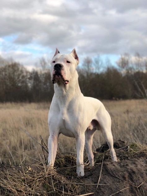 Dog Argentino, Dogo Argentino Dog, Bully Dog, Purebred Dogs, Pitbull Puppies, Guard Dogs, Pitbull Dog, Cute Animal Drawings, Working Dogs