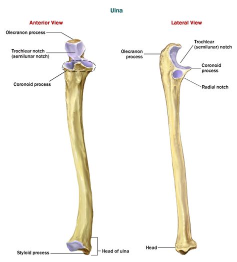 Ulna Ulna Bone Diagram, Forearm Anatomy, Forearm Bones, Triceps Brachii Muscle, Appendicular Skeleton, Ulna Bone, Anatomi Dan Fisiologi, Radius Bone, Anatomical Skeleton