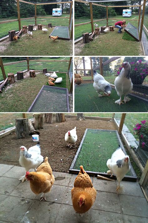 Chicken grass pad Grass Box For Chickens, Chicken Run Activities, Best Laying Chickens, Coop And Run, Leghorn Chickens, Laying Chickens Breeds, Best Egg Laying Chickens, Laying Chickens, How To Raise Chickens