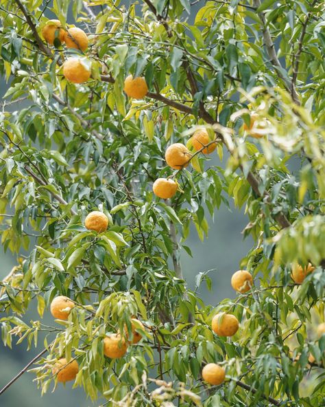 Nothing Compares to Yuzu | The New Yorker Yuzu Kosho, Body Shop At Home, Lemon Blossoms, Aromatic Oils, Citrus Oil, Fruit Vegetables, Colorful Fruit, Fruit Plants, Green Chile