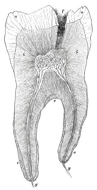 4,976 Vintage Dental Stock Photos, Pictures & Royalty-Free Images - iStock Vintage Dental Illustration, Teeth Sketch, Teeth Diagram, Baby Tooth Chart, Medical Drawings, Teeth Drawing, Art Unit, Dental Images, Line Art Vector