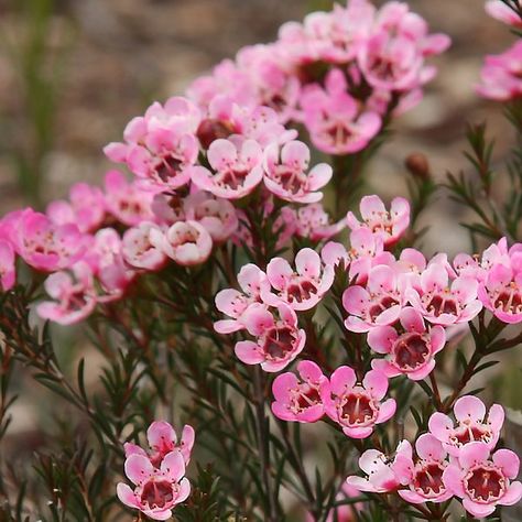 Chamelaucium uncinatum Sarah's Delight Geraldton Wax Flower, Wax Flower, Scientific Name, Australian Native, Seeds, Wax, Flowers, Pink