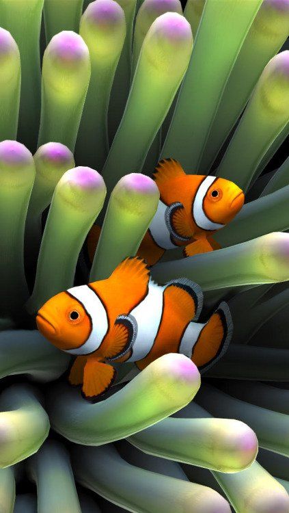 Sim Aquarium - Anemone Clownfish #Games #Family #iPhone App ... https://t.co/7gnFocJuIy https://t.co/p1maO2oRwo Sim Aquarium - Anemone Clownfish #Games #Family #iPhone App ... https://t.co/7gnFocJuIy pic.twitter.com/p1maO2oRwo Gi Ma (@gima2327) October 23 2015 Aquarium Live Wallpaper, Beautiful Sea Creatures, Clownfish, Fish Wallpaper, Marine Fish, Ios 16, Beautiful Fish, Clown Fish, Green Sea