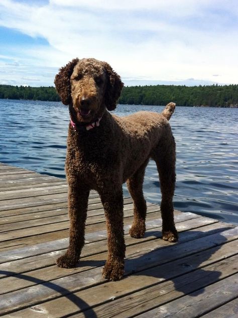 Standard poodle Standard Poodle Short Haircut, Standard Poodle Colors, Poodle Haircut Styles Standard, Male Poodle Haircut, Chocolate Standard Poodle, Chocolate Poodle Standard, Standard Poodle Haircut Styles Summer, Standard Poodle Haircut Styles Short, Male Poodle Haircut Styles