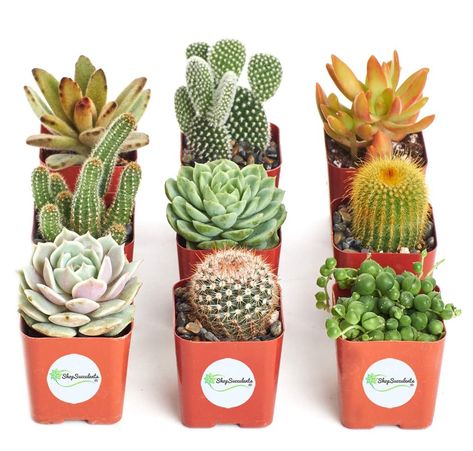 Cactus Succulent Collection Succulent Fertilizer, Succulent Potting Mix, Succulent Collection, Succulent Seeds, Cactus Planta, Mini Cactus, Boda Mexicana, Types Of Succulents, Mini Succulents