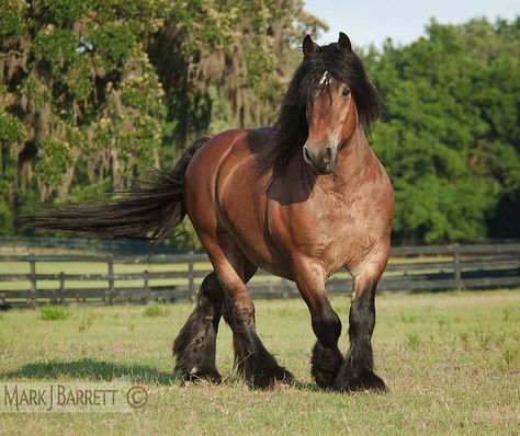 draft horse breeds | The Ardennes or Ardennian is the oldest breed of draft horse from ... Ardennes Horse, Draft Horse Breeds, Clydesdale Horses, Palomino Horse, Draft Horse, Work Horses, Clydesdale, Draft Horses, Donkeys