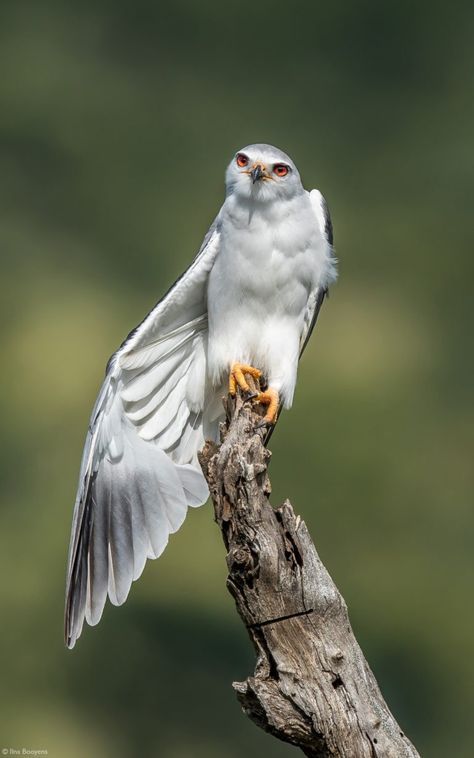 Bird Taking Flight, Kite Bird, Game Reserve South Africa, A Wing, Enjoy Your Weekend, Black Wings, Game Reserve, Pretty Birds, Birds Of Prey