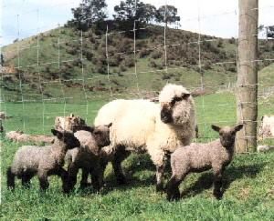 Shropshire Ewe and Lambs Shropshire Sheep, Sheep Pictures, Hobby Farming, Wool Sheep, Baa Baa Black Sheep, Farm Visit, Livestock Farming, Sheep Breeds, Animal Husbandry