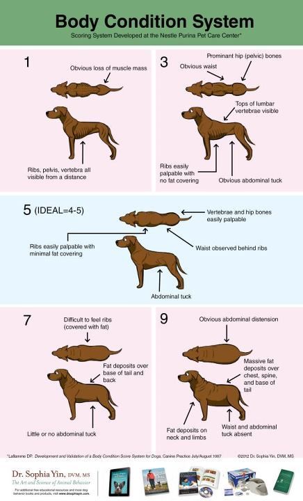 This is a great cart that can help you score a dog's nutritional physical condition. Thanks to Dr. Sophia Yin, DVM for the pic. Dog Vet Schedule, Anatomy Of Dog, Dog Anatomy Study, Dog Nutrition Guide, Dog Anatomy Organs, Dog Infographic, Dog Behavior Training, Dog Training Classes, Dog Health Tips