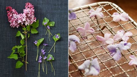 Lilacs — in candied form, they're a literal taste of spring | CBC Life Edible Flowers Recipes, Foraging Recipes, Luxury Wedding Decor, Western Food, Flower Food, Lilac Flowers, Candy Making, Looks Yummy, Spring Recipes