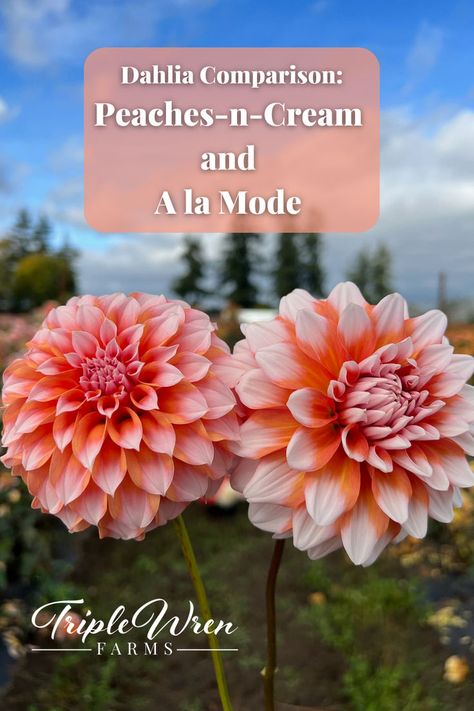 These two beautiful peach bicolor dahlias are similar, but side-by-side they have some obvious differences. Let's compare them! Both A la mode and Peaches-n-Cream are bi-color soft terra cotta and white dahlias. Both give "formal decorative" form blooms, although Peaches-n-Cream (PNC) has longer, more slender petals that recurve a bit more than A la mode. Buy dahlia tubers for both of these varieties and hundreds more at Triple Wren Farms online store. #dahlia #bicolordahlia #peachdahlia Cream Dahlia, Dahlia Tubers, Peaches N Cream, Wren, Intense Colors, Terra Cotta, Side By Side, Cut Flowers, Peaches