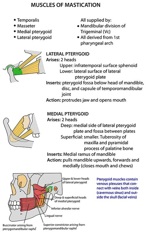 Instant Anatomy - Head and Neck - Muscles - Mastication Muscle Of Mastication Diagram, Mastication Muscles Anatomy, Anatomy Of The Body, Anatomy Head, Dental Hygienist School, Dental Assistant Study, Dental Hygiene Student, Neck Muscles, Dental Jokes