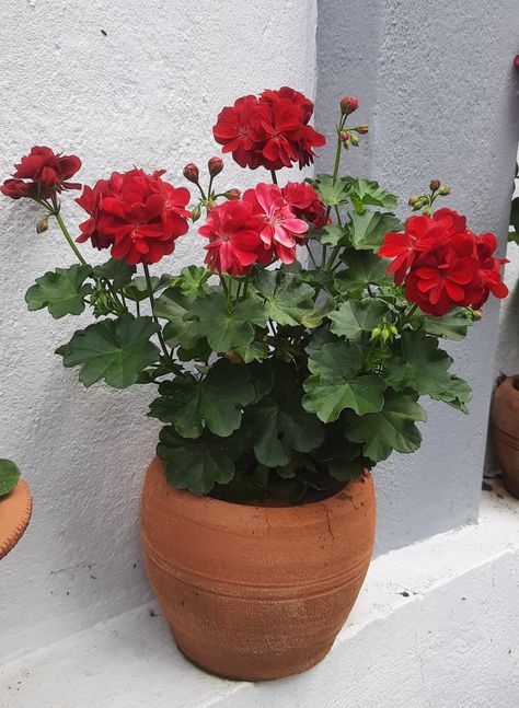 Geraniums In Pots, Geranium Plant, House Window, Kids Room Design, Geraniums, Old House, Flower Painting, Planting Flowers, Room Design