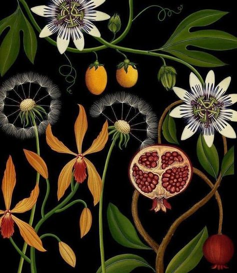 Katie Scott, Midnight Garden, Illustration Botanique, Flower Art Images, Scientific Illustration, Plant Illustration, Botanical Drawings, Vintage Botanical, Boho Art