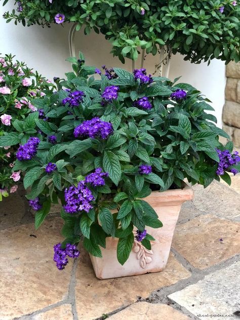 Heliotropium arborescens L. (Garden Heliotrope); Heliotropium peruvianum - annual; Plant Encyclopedia Heliotropium Arborescens, Flowers In The Attic, Hummingbird Plants, Blue And Purple Flowers, Front Landscaping, Most Beautiful Gardens, Side Garden, Decorative Planters, Plant Collection