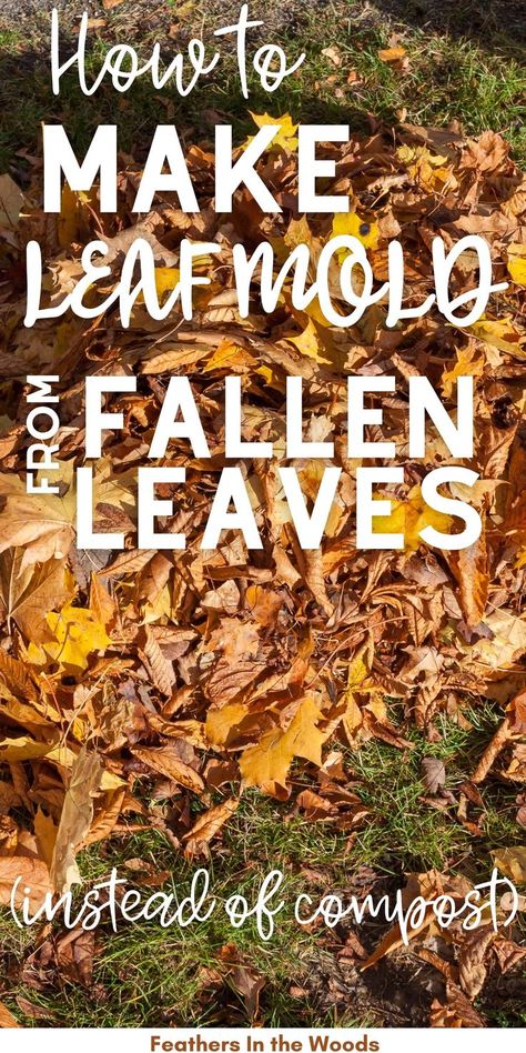 fallen leaves to Make Leaf Mold Leaf Clean Up, Leaf Mold, Food Growing, Frugal Gardening, Garden Prepping, Outside Plants, Soil Conditioner, Types Of Insects, Fallen Leaves