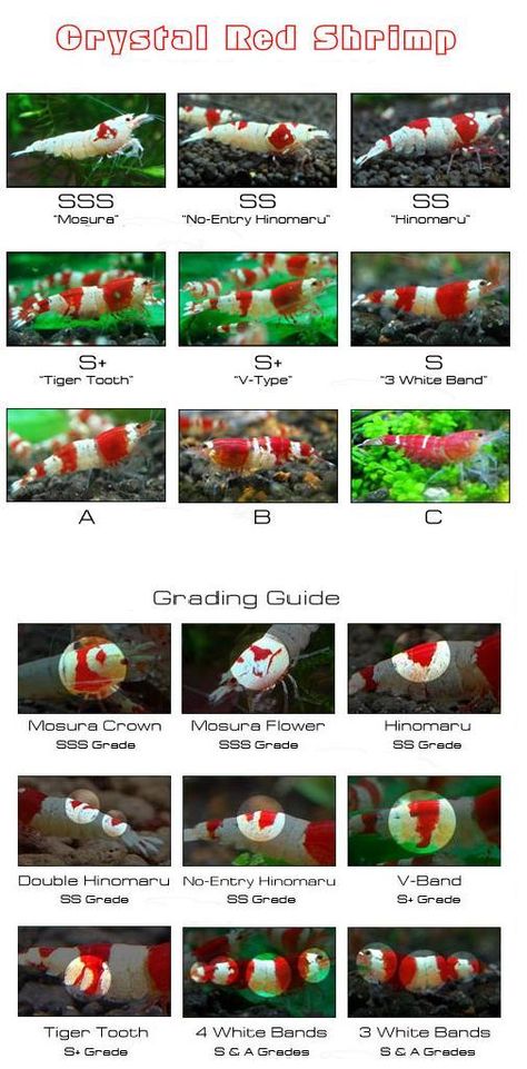 Crystal Red Shrimp grades Crystal Red Shrimp, Shrimp Breeding Tanks, Caridina Shrimp Tank, Nano Shrimp Tank, Shrimp Breeding, Pet Shrimp, Axolotl Tank, Tiger Shrimp, Aquarium Shrimp