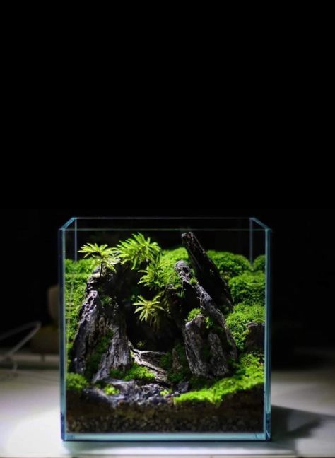 30cm Cube Aquascape, Square Aquascape, Square Terrarium, Hobbit Garden, Orchid Terrarium, Nature Tank, Plant In Glass, Aqua Tank, Aquascape Design