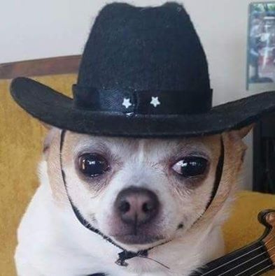 Cowboy Chi Chi Funny Pics Of Dogs, Pics Of Dogs, Funny Dog Faces, Cowboy Pictures, Very Cute Dogs, Pictures Of Dogs, Funny Animal Photos, Cute Dog Pictures, Snapchat Funny