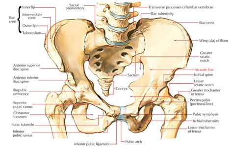 Arcuate Line: Ilium Transversus Abdominis, University Of Regina, Pelvic Girdle, Youngstown State University, Anatomy Bones, Skeleton Anatomy, Skeletal System, Lower Limb, Muscle Anatomy