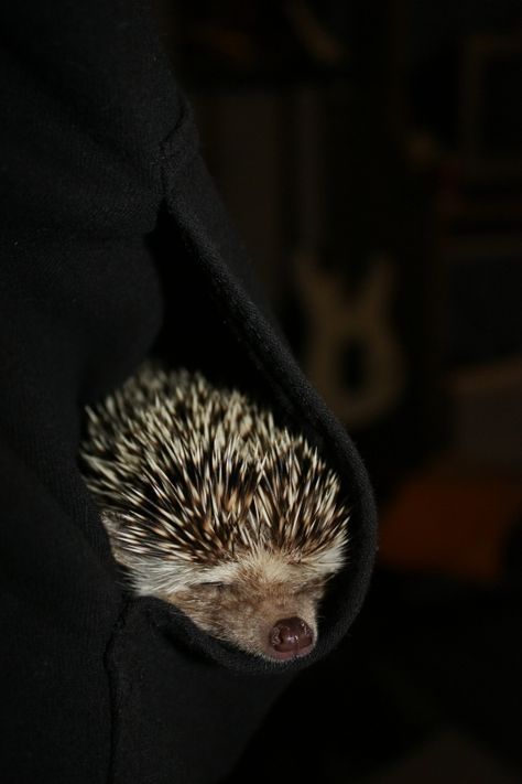 Pocket hedgehog Black Hedgehog, Happy Hedgehog, Pocket Protector, Hedgehog Pet, Animal References, Macro Photos, Tough Day, Reptiles And Amphibians, Hedgehogs