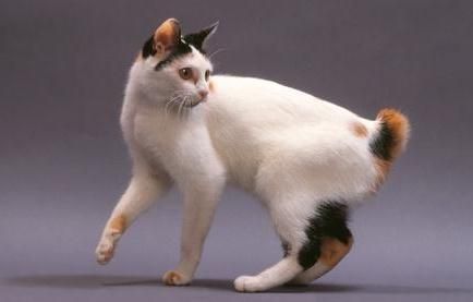 Japanese Bobtail Cats Fluffy Cat Breeds, American Bobtail Cat, Gatos Cool, Japanese Bobtail, Bobtail Cat, Cat Anatomy, Koci Humor, Pet Cats, Pet Breeds