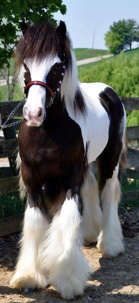 stormy picked this one out. she is on pinterest with me and loves horse. Regnul Animal, Majestic Horse, All The Pretty Horses, Horse Crazy, Draft Horses, Pretty Horses, Horse Pictures, Horse Love, Horse Breeds