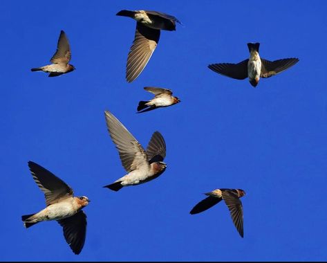 Cliff Swallows zoom around in intricate aerial patterns to catch insects on the wing. When feeding in flocks with other species of swallows, they often stay higher in the air. They build mud nests in colonies on cliff ledges or under bridges, eaves, and culverts. Stay High, Flocking, Birds