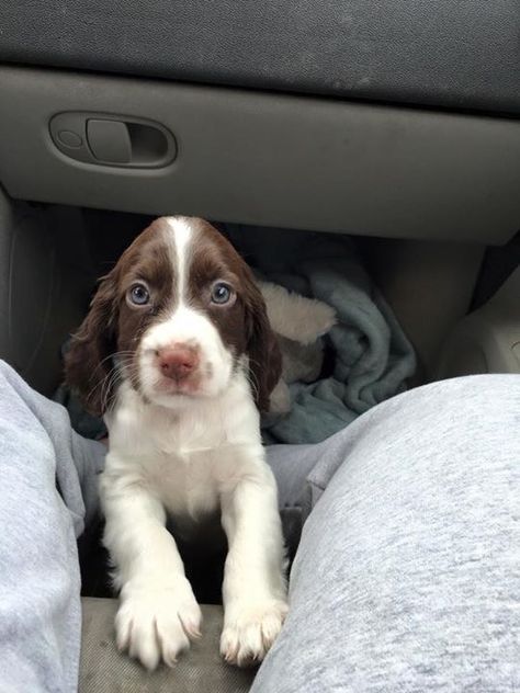 Brown And White Cocker Spaniel, Doberman Puppies, Springer Spaniel Puppies, Springer Spaniels, Cocker Spaniel Puppies, Cute Animals Puppies, Very Cute Dogs, Really Cute Dogs, Spaniel Puppies