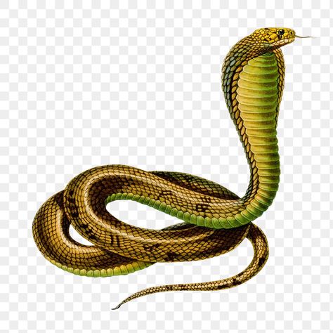 Wildlife Drawings, Snake Png, Snake Images, Snake Painting, Snake Photos, Snake Reptile, Snake Dragon, Watercolor Paintings Of Animals, Iphone Wallpaper For Guys