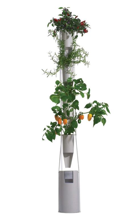 An herb garden springs from an inside Windowfarms system. Vertical Hydroponics, Home Hydroponics, Vegetable Packaging, Aesthetic Marvel, Smart Farm, Plants Beautiful, Aquaponics Diy, Hydroponics Diy, Plant Hooks