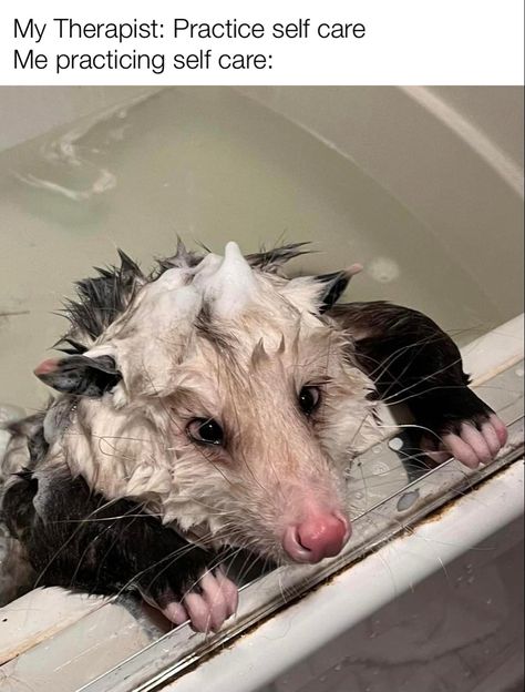 Forbidden Cats, Possum Funny, Baby Possum, Awesome Possum, Cute Small Animals, Cute Rats, Funny Animal Photos, Super Cute Animals, Pretty Animals