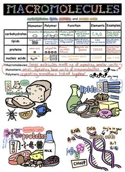 Doodle notes and presentation to walk your class through the macromolecules (biomolecules/organic molecules).Links to Doodle Notes and the answer key/example are on the last slide of the presentation. Biomolecules Drawing, Biomolecules Notes Biology, Macro Molecules, Highschool Biology, Macromolecules Biology, Biological Macromolecules, Doodle Notes Science, Mole Concept, Biology Project