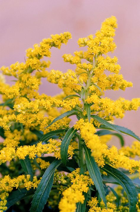 goldenrod-flowers-c53e25a7 Deer Resistant Shade Plants, Late Summer Flowers, Architectural Plants, Flower Identification, Nebraska State, Yellow Plants, Deer Resistant Plants, Tattoo Cover, How To Attract Birds