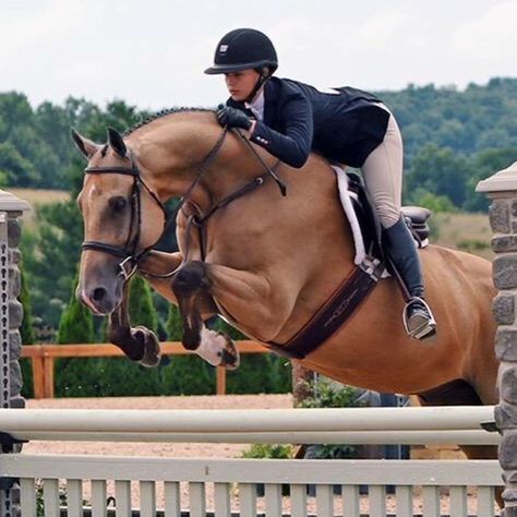 3d Horse, Hunter Jumper Horses, Hunter Horse, Horse Photography Poses, Show Jumping Horses, Cute Horse Pictures, English Horse, Hunter Jumper, Horse Aesthetic