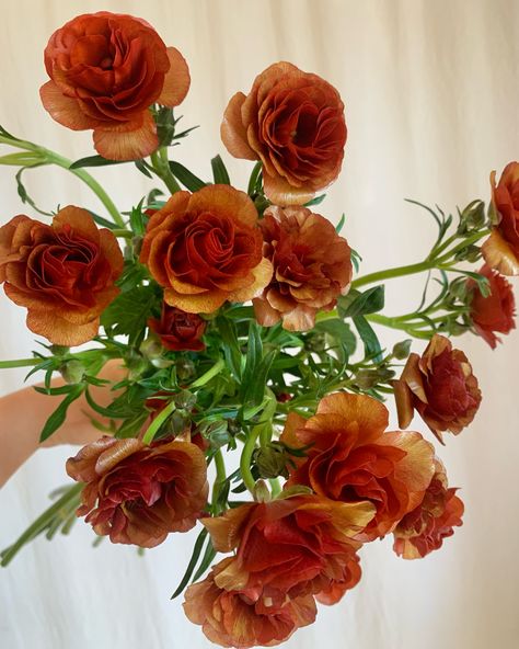 Rust Butterfly Ranunculus, Rust Colored Flowers, Dark Fall Flowers, Brown Ranunculus, Orange Butterfly Ranunculus, Auburn Aesthetic, Rust Ranunculus, November Flowers, Autumnal Flowers