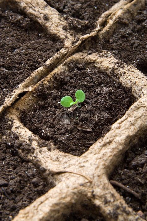 Sprout. Seedlings of a flower #Sponsored , #paid, #AD, #Seedlings, #flower, #Sprout Flower Image, The Soil, A Flower, Sprouts, Stock Images Free, Soil, City Photo, Mood Board, Vision Board