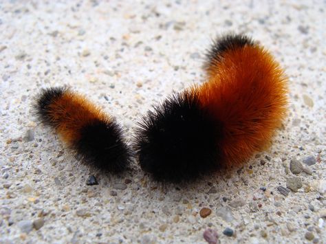 WOOLY WORMS! These lil guys are so much fun... except they died pretty fast when we brought them from NC to FL Woolly Bear Caterpillar, Wooly Caterpillar, Wooly Bear Caterpillar, Fuzzy Caterpillar, Woolly Bear, Bug Collection, Cool Bugs, Beautiful Bugs, Mommy Baby