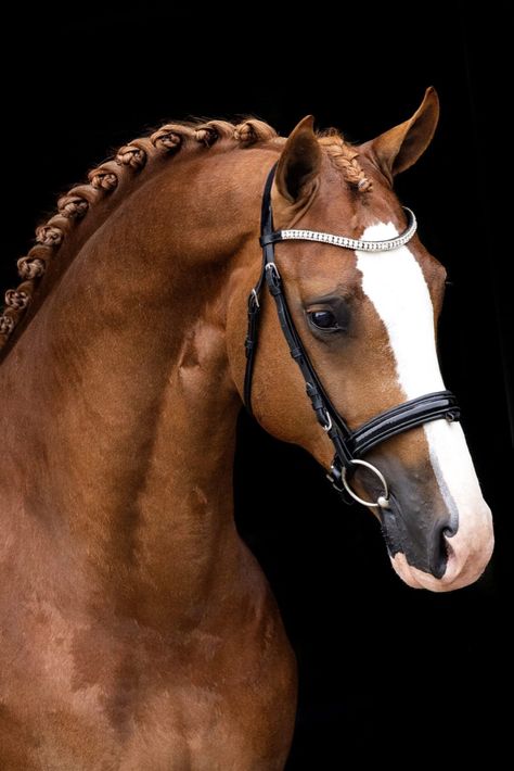 Chestnut Horse Photography, Equine Photography Poses, Horse Photography Poses, Headstalls For Horses, Horse Coat Colors, Horse Anatomy, Horse Inspiration, Horse Dressage, Most Beautiful Horses