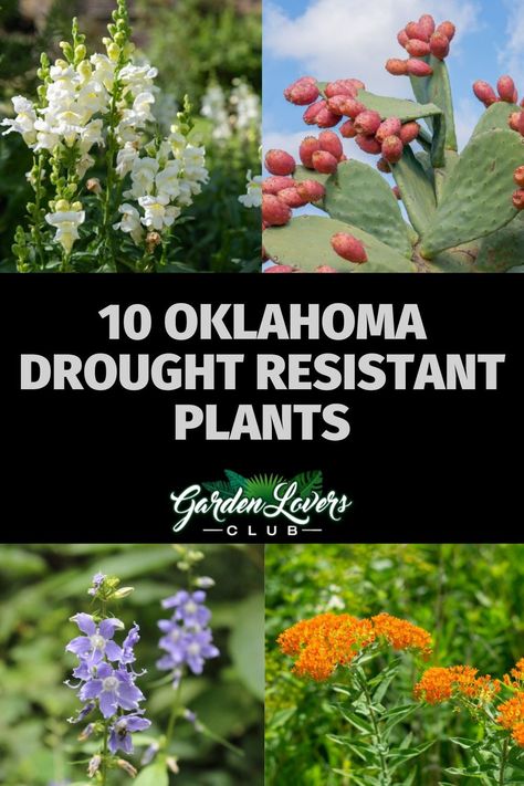 Landscape Ideas For Oklahoma, Oklahoma Backyard Landscaping, Front Yard Landscaping Ideas Oklahoma, Oklahoma Flower Beds Landscape Design, Oklahoma Perennial Garden, Oklahoma Landscaping Front Yards, Oklahoma Landscaping Ideas, Native Oklahoma Plants, Oklahoma Native Flowers