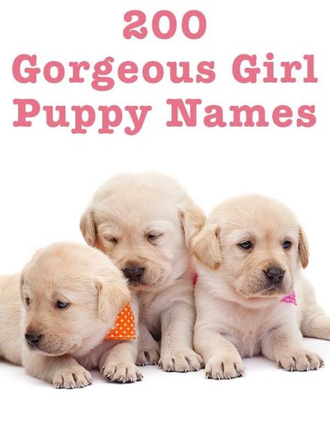 Female Dog Names – The Top Names In 2019 Puppy Girl Names, Best Female Dog Names, Puppy Names Unique, Puppies Names Female, Cutest Puppy Breeds, Funny Dog Names, Cute Dog Names, Cute Puppy Names, Dog Names Unique