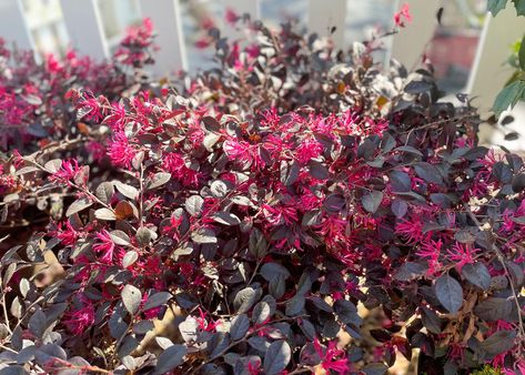 Cerise Charm Loropetalum, Texas Backyard, Easy Landscape, Low Maintenance Shrubs, Butterfly Plants, Gothic Garden, Mississippi State University, Pollinator Garden, Drought Tolerant Plants