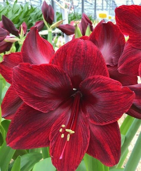 Amaryllis Christmas, Amaryllis Flower, Amaryllis Plant, Flower Bulb, Anthurium Flower, Amaryllis Flowers, Lily Plants, Red Pearl, Arrangement Ideas