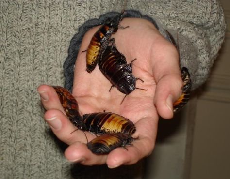 madagascar hissing cockroaches Madagascar Hissing Cockroach, Roach Infestation, Kill Roaches, Cool Bugs, Facts For Kids, Tax Refund, Creature Feature, Love Bugs, Madagascar