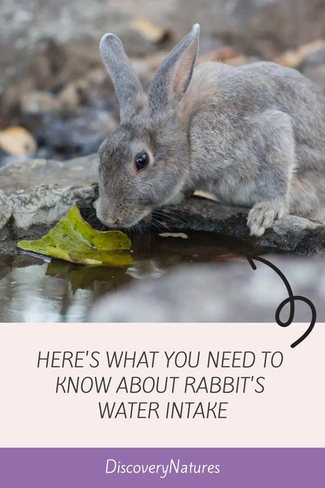 Water is essential to a rabbit's diet,and they will drink a lot of it. Ensure the water you give your rabbits is clean and fresh. Read more to know about rabbit's water intake. #petrabbit #petbunny #waterintakeofrabbits Rabbit Keeping, Rabbit Water Bottle, Wild Bunny, Electrolyte Water, Rabbit Diet, Rabbit Life, Rabbit Eating, Wild Rabbit, Rabbit Cage