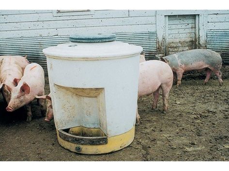 Utility Hog Waterer | Sioux Steel Company Hog Waterer, Steel Company, Cord Protector, Pig Farming, Little Pigs, Sioux, Pigs, Easy Cleaning, Trash Can