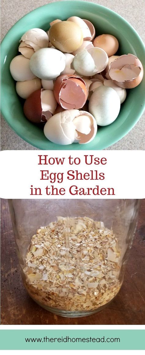 How to Use Egg Shells in the Garden-Learn the different ways you can use your egg shells to benefit your garden plants! Repurpose your eggshells into garden fertilizer! How To Fertilize Garden, Garden Netting Ideas, How To Store Egg Shells For Garden, Eggshells In Garden, Egg Shells In The Garden, Eggshell Fertilizer, How To Cook Egg Shells For Chickens, Egg Shell Fertilizer, How To Use Egg Shells In The Garden