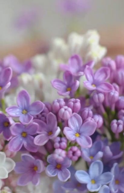 CLAY FLOWERS on Instagram: "Creating clay lilac" Lilac Photography, Lilac Bush, Lilac Bushes, Clay Flower, Lilac Flowers, Fimo Clay, Clay Flowers, Flowers Nature, Flowers Photography